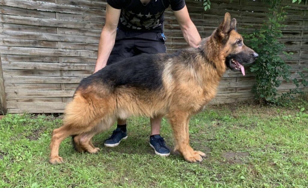 Personal Protection German Shepherd Dog posing for the picture