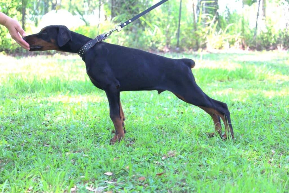 European Doberman Puppy from The Best Bloodlines You can Find