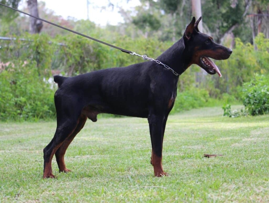 Guard and Personal Protection Dog Doberman - Apollo