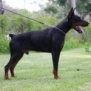 Family and Personal Protection dog Doberman-APOLLO
