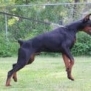 Family and Personal Protection dog Doberman-APOLLO