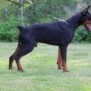 Family and Personal Protection dog Doberman-APOLLO