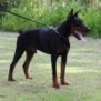 Family and Personal Protection dog Doberman-APOLLO