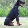 Family and Personal Protection dog Doberman-APOLLO