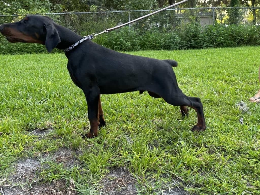 OPUS - The Doberman