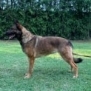 Deterrent and Family Companion Dog-ROSE