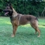 Deterrent and Family Companion Dog-ROSE
