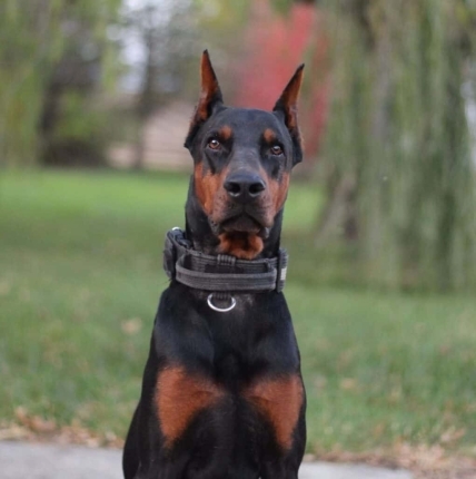 ROCKY- SOLD