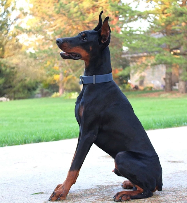 Personal Protection Dog_ European Doberman PIXEL