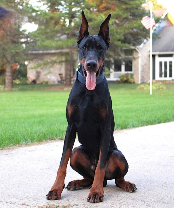 Personal Protection Dog_ European Doberman PIXEL