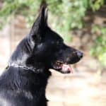 Personal Protection Dog German Shepherd for sale- LARIS