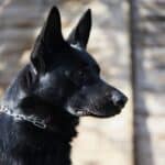 Personal Protection Dog German Shepherd for sale- LARIS