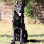 Personal Protection Dog German Shepherd for sale- LARIS