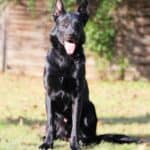 Personal Protection Dog German Shepherd for sale- LARIS
