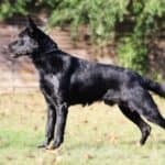 Personal Protection Dog German Shepherd for sale- LARIS