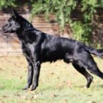 Personal Protection Dog German Shepherd for sale- LARIS