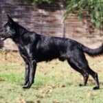 Personal Protection Dog German Shepherd for sale- LARIS