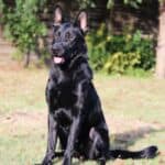 Personal Protection Dog German Shepherd for sale- LARIS