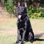 Personal Protection Dog German Shepherd for sale- LARIS
