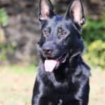 Personal Protection Dog German Shepherd for sale- LARIS