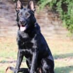 Personal Protection Dog German Shepherd for sale- LARIS