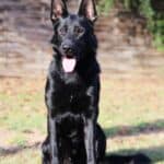 Personal Protection Dog German Shepherd for sale- LARIS