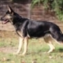 Personal Protection Dog German Shepherd for sale- GRACE