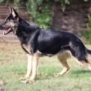 Personal Protection Dog German Shepherd for sale- GRACE