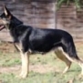 Personal Protection Dog German Shepherd for sale- GRACE