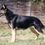 Personal Protection Dog German Shepherd for sale- GRACE