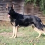 Personal Protection Dog German Shepherd for sale- GRACE