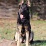 Personal Protection Dog German Shepherd for sale- GRACE