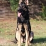 Personal Protection Dog German Shepherd for sale- GRACE