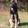 Personal Protection Dog German Shepherd for sale- GRACE