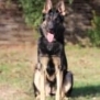 Personal Protection Dog German Shepherd for sale- GRACE