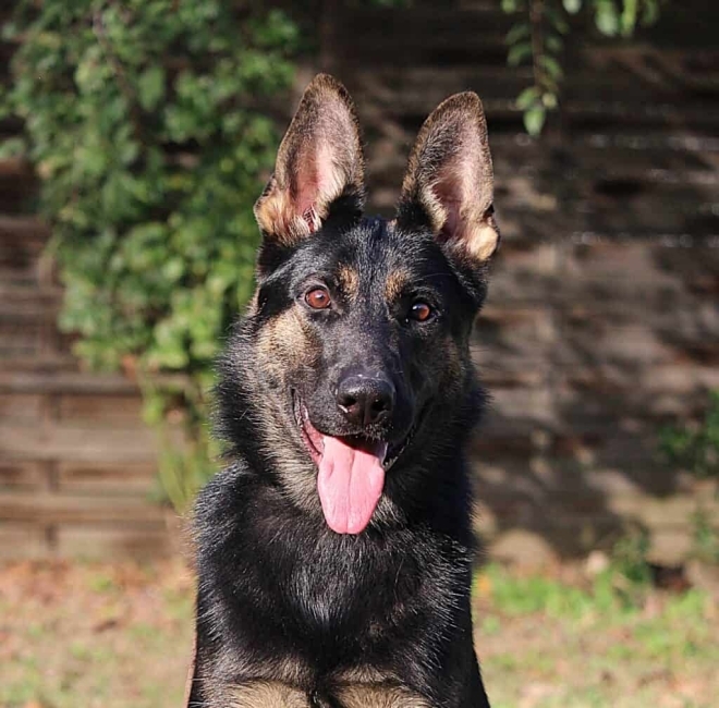 Family and Personal Protection Dog-Grace