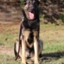 Personal Protection Dog German Shepherd for sale- GRACE