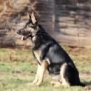 Personal Protection Dog German Shepherd for sale- GRACE