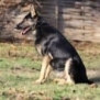 Personal Protection Dog German Shepherd for sale- GRACE