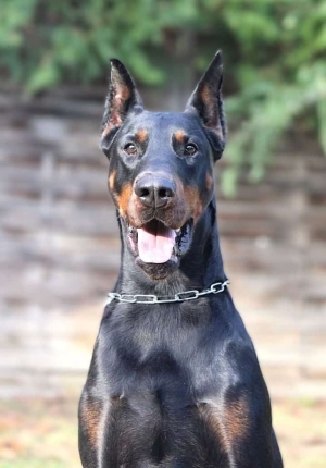 JASPER