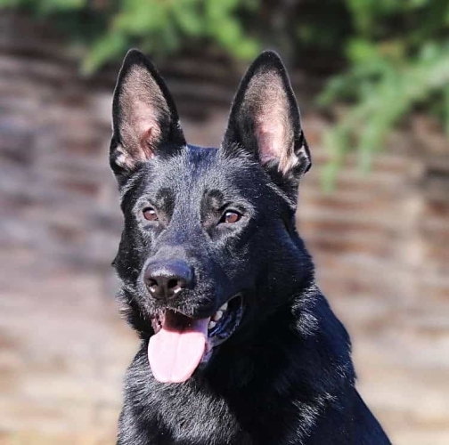 Personal Protection Dog-Laris