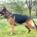 Personal Protection Dog German Shepherd for sale- NERO