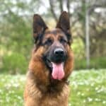 Personal Protection Dog German Shepherd for sale- NERO