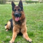 Personal Protection Dog German Shepherd for sale- NERO