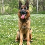 Personal Protection Dog German Shepherd for sale- NERO