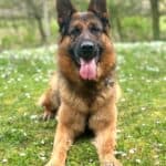 Personal Protection Dog German Shepherd for sale- NERO