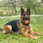 Personal Protection Dog German Shepherd for sale- NERO