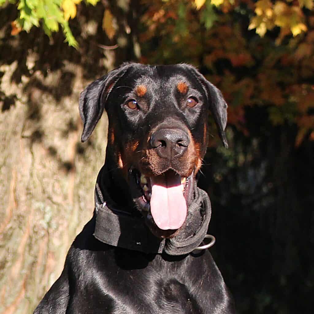 Family and Personal Protection Dog-Fully Trained Doberman- ORI