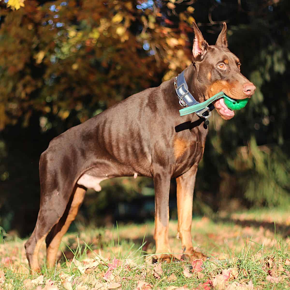 Personal Protection dog Doberman-ODYSSEY