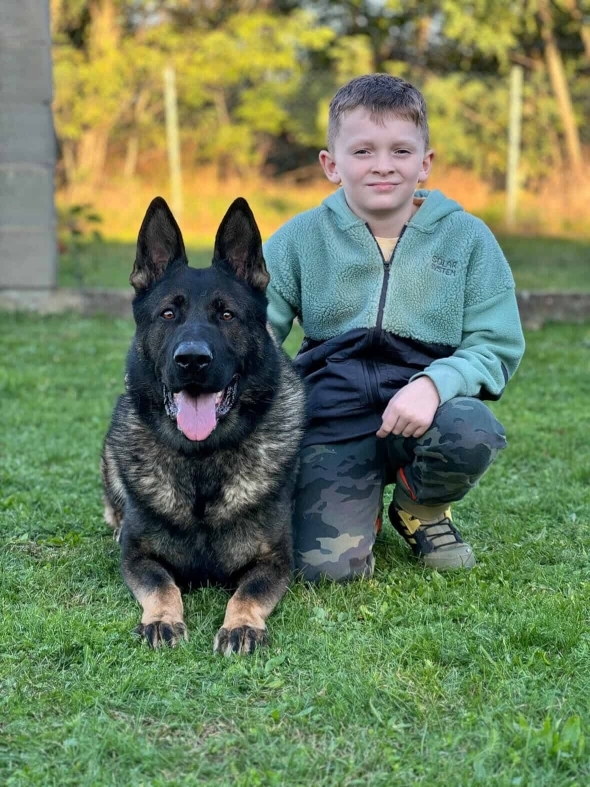 Family and Personal Protection Dog-BARON